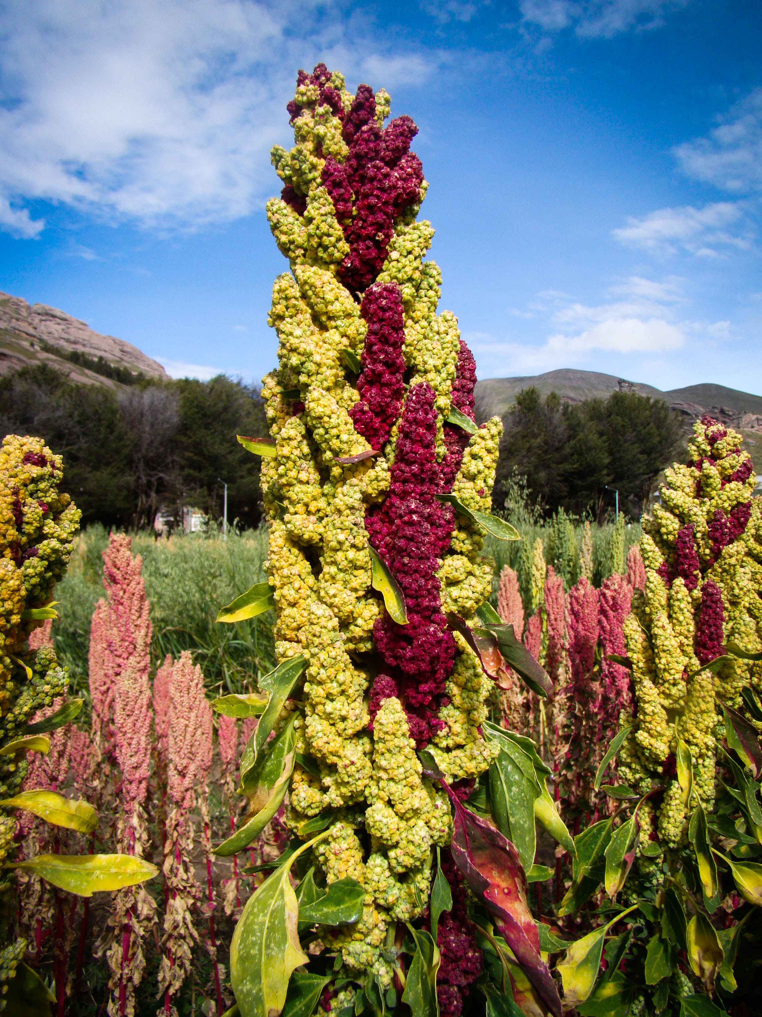 Peruvian Quinoa Strengthens its Worldwide Presence on July 2nd from New
